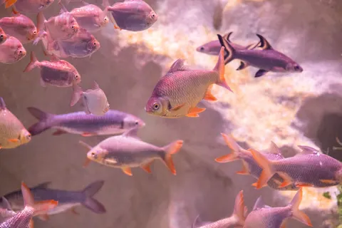 Unterwasserriff 4K Hintergrundbild · underwater · 3840×2560