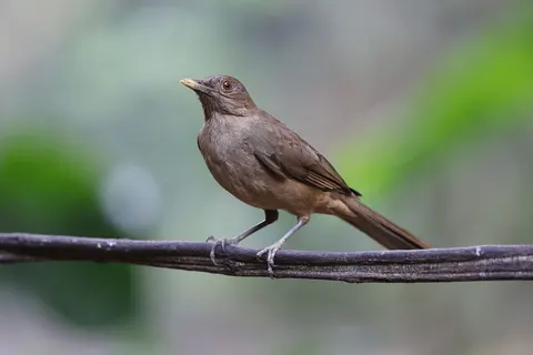 خلفية طائر استوائي بدقة 4K · animals · 3840×2561
