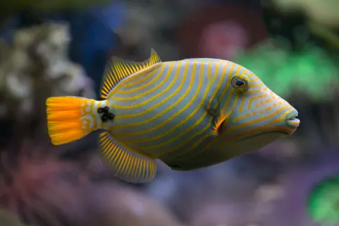 Underwater Reef 4K Wallpaper · underwater · 3840×2560