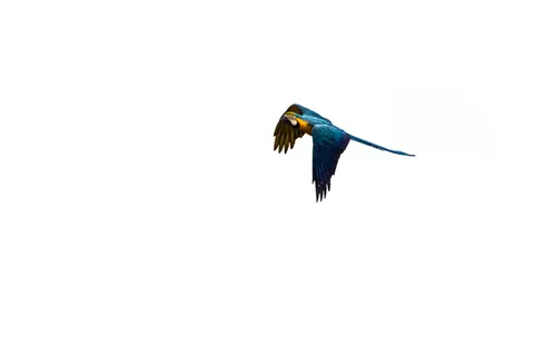 Tropical Bird 4K Wallpaper · animals · 3840×2560
