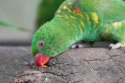 Обои Тропическая птица 4K · animals · 3840×2560
