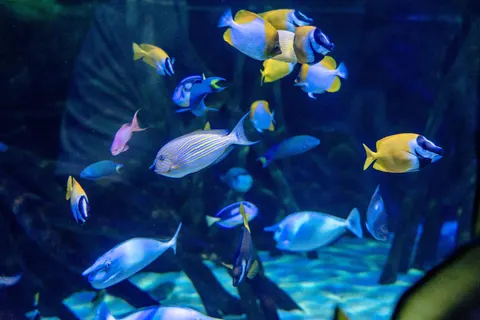 पानी के नीचे की चट्टान 4K वॉलपेपर · underwater · 3840×2563