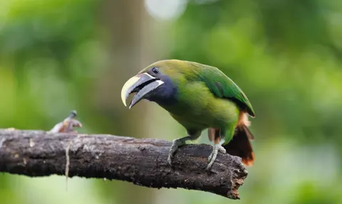 Tropical Bird 4K Wallpaper · animals · 3840×2295