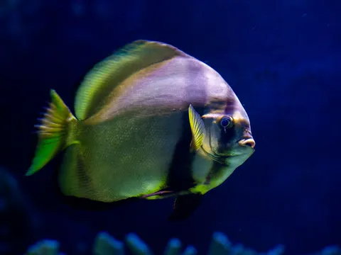 पानी के नीचे की चट्टान 4K वॉलपेपर · underwater · 3840×2880