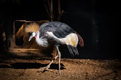 Tropical Bird 4K Wallpaper · animals · 3840×2561