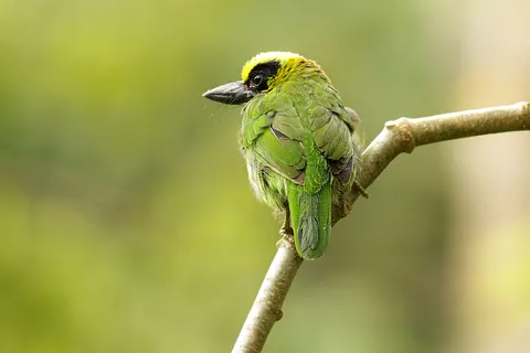 Fondo de pantalla Ave tropical 4K · animals · 3840×2560
