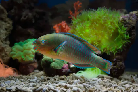 Underwater Reef 4K Wallpaper · underwater · 3840×2560