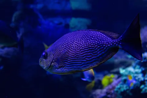 Underwater Reef 4K Wallpaper · underwater · 3840×2560