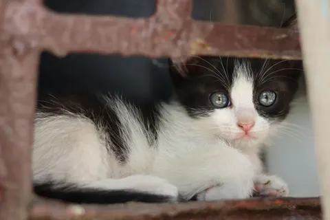 고양이 4K 배경화면 · animals · 3840×2560