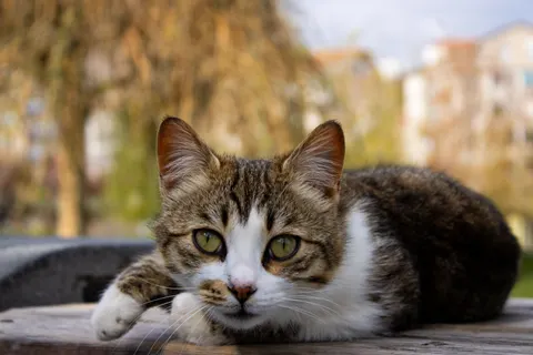 Katze 4K Hintergrundbild · animals · 3840×2560