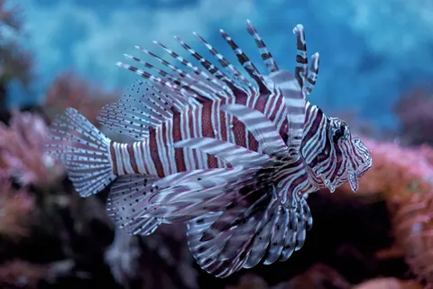 Underwater Reef 4K Wallpaper · underwater · 3840×2560