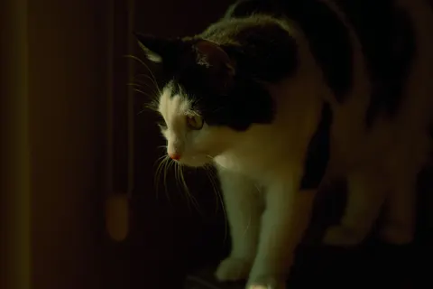 Cat 4K Wallpaper · animals · 3840×2560
