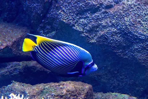 Tapeta Podwodna Rafa 4K · underwater · 3840×2560