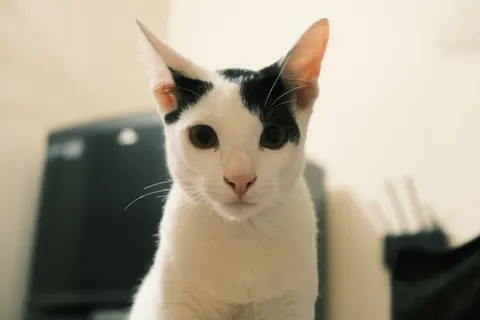 Cat 4K Wallpaper · animals · 3840×2560