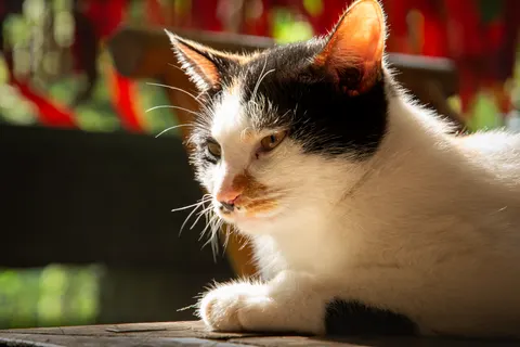 猫咪 4K壁纸 · animals · 3840×2560