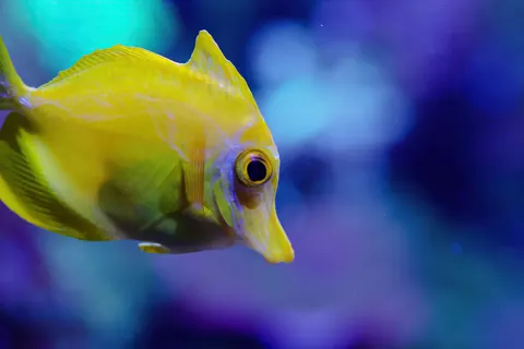 पानी के नीचे की चट्टान 4K वॉलपेपर · underwater · 3840×2560