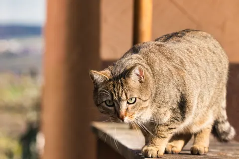Cat 4K Wallpaper · animals · 3840×2560