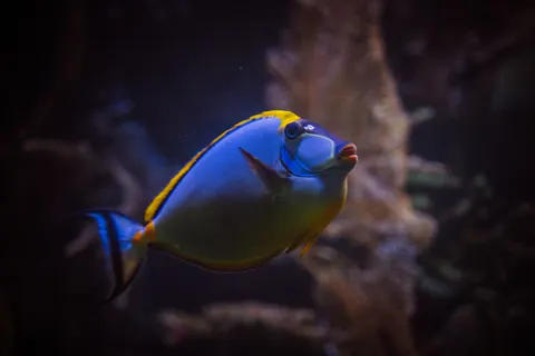 Underwater Reef 4K Wallpaper · underwater · 3840×2563