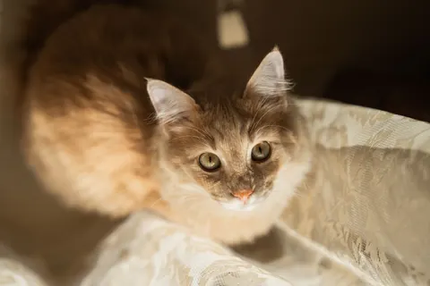 Cat 4K Wallpaper · animals · 3840×2560