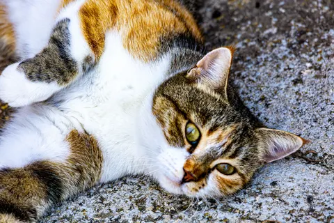 猫 4K壁紙 · animals · 3840×2560