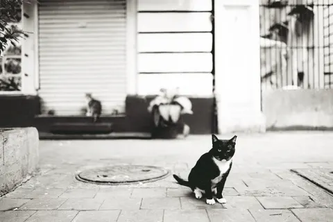 Cat 4K Wallpaper · animals · 3840×2560