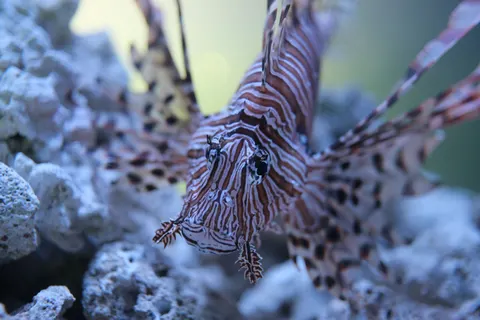 Hình nền Rạn San Hô Dưới Nước 4K · underwater · 3840×2560