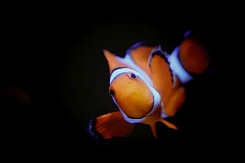 पानी के नीचे की चट्टान 4K वॉलपेपर · underwater · 3840×2560