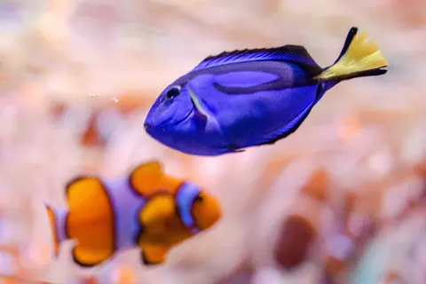 Unterwasserriff 4K Hintergrundbild · underwater · 3840×2563