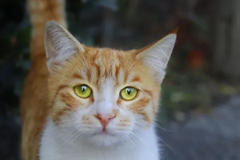 猫 4K壁紙 · animals · 3840×2560