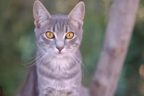 خلفية قطة بدقة 4K · animals · 3840×2560