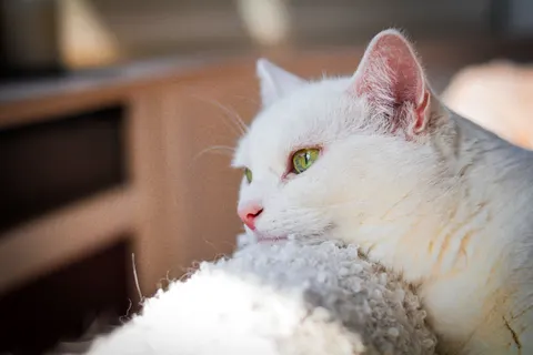 Cat 4K Wallpaper · animals · 3840×2560