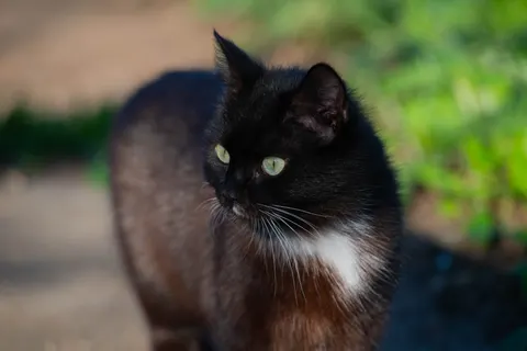 Katze 4K Hintergrundbild · animals · 3840×2563