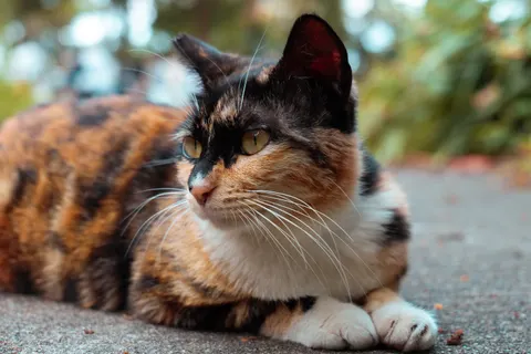 Cat 4K Wallpaper · animals · 3840×2560