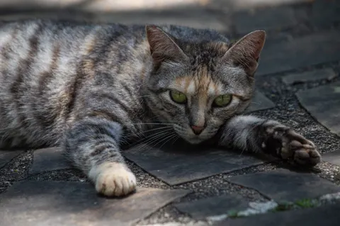 Katze 4K Hintergrundbild · animals · 3840×2553