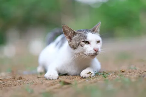 Papel de parede Gato 4K · animals · 3840×2560