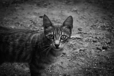 Cat 4K Wallpaper · animals · 3840×2560