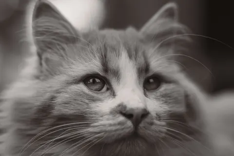 Fondo de pantalla Gato 4K · animals · 3840×2561
