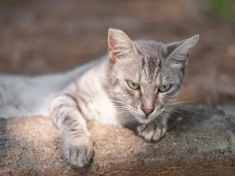 Cat 4K Wallpaper · animals · 3840×2880