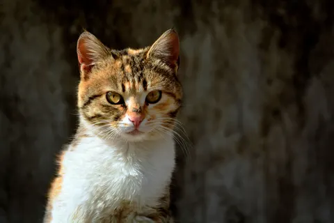 Cat 4K Wallpaper · animals · 3840×2560
