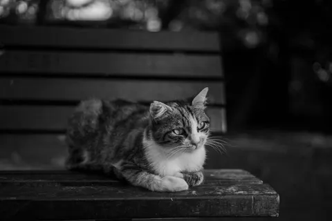 Cat 4K Wallpaper · animals · 3840×2560