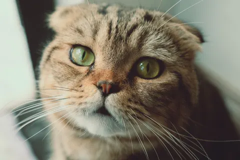 Katze 4K Hintergrundbild · animals · 3840×2560