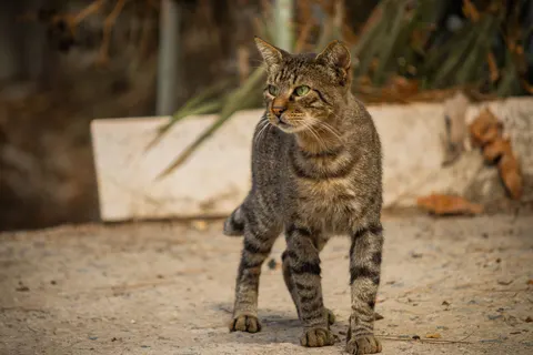 Fondo de pantalla Gato 4K · animals · 3840×2560