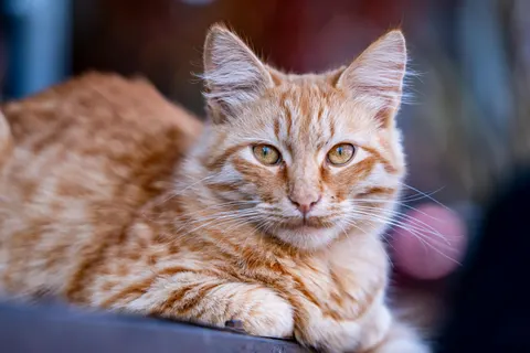 Katze 4K Hintergrundbild · animals · 3840×2560