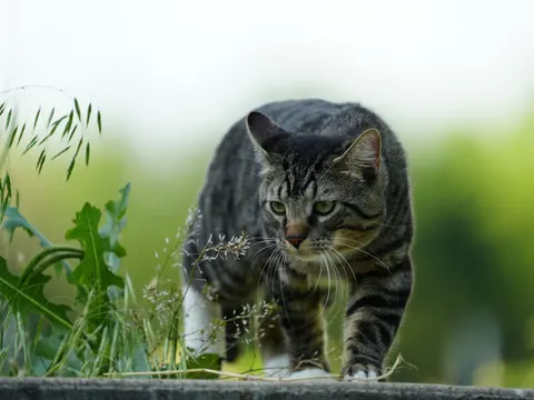 Cat 4K Wallpaper · animals · 3840×2882