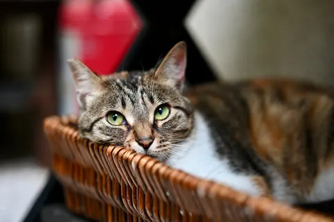 Katze 4K Hintergrundbild · animals · 3840×2560