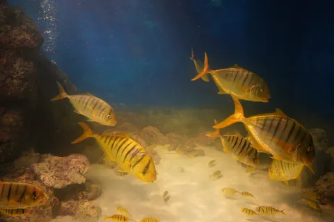 Обои Глубокий синий 4K · underwater · 3840×2560