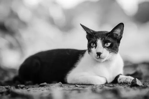 Cat 4K Wallpaper · animals · 3840×2560