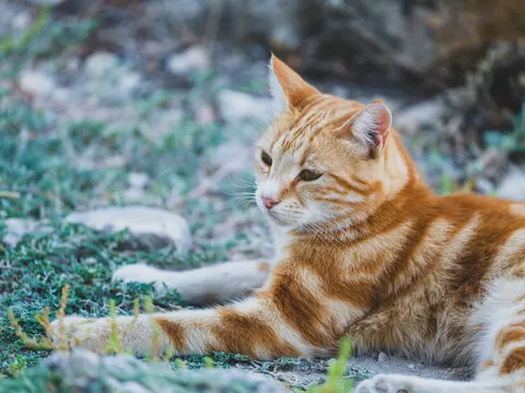 خلفية قطة بدقة 4K · animals · 3840×2880
