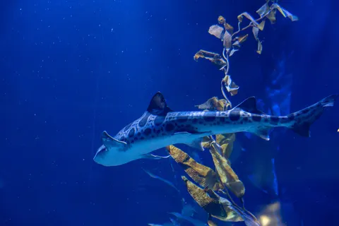 Обои Глубокий синий 4K · underwater · 3840×2560