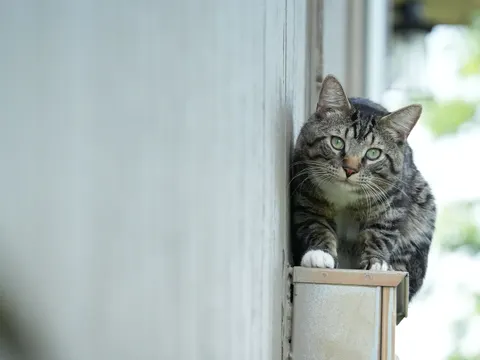 Fond d'écran Chat 4K · animals · 3840×2882